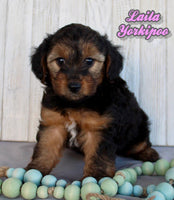 Laila Female Yorkipoo $750