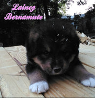 Lainey Female Bernamute $750