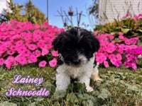 Schnoodle