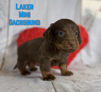 Laker Male ACA Mini Dachshund $1625