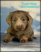 Lamb Chop Male ACA Mini Dachshund $1760