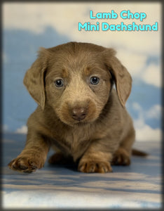  Mini Dachshund