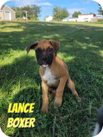 Lance Male Boxer $475