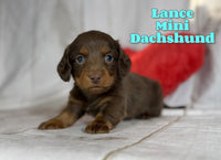 Lance Male ACA Mini Dachshund $1625