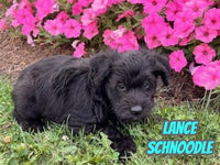 Lance Male Schnoodle $1325