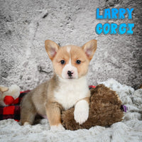 Larry Male Corgi $450