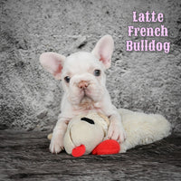 French Bulldog