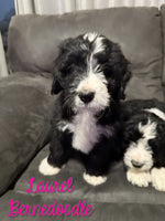 Laurel Female Bernedoodle $1350
