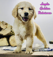 Layla Female AKC Golden Retriever $450