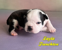 Layla Female ICA Frenchton $1525