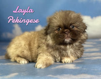 Layla Female Pekingese $1625