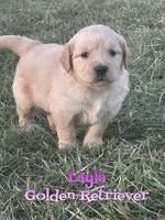 Layla Female AKC Golden Retriever $650