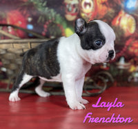 Layla Female ICA Frenchton $1325