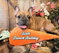 Leah Female AKC French Bulldog $1150