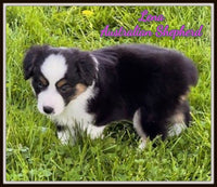 Lena Female Mini Australian Shepherd $800