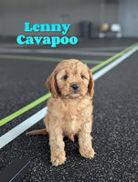 Lenny Male F1 Cavapoo $1395