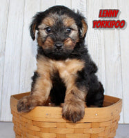 Lenny Male Yorkipoo $750