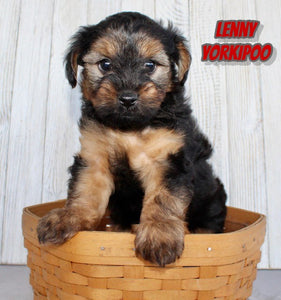 Yorkipoo