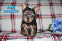 Leo Male Yorkshire Terrier $895