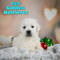 Leo Male English Cream Golden Retriever $575