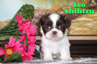 Leo Male Shihtzu $795
