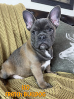 Leo Male AKC French Bulldog $1800