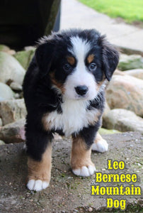 Bernese Mountain Dog