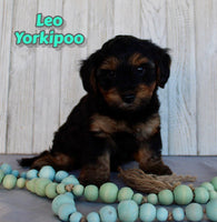 Leo Male Yorkipoo $750