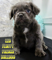 Leo Male AKC Fluffy French Bulldog $1700