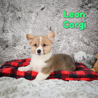 Leon Male Corgi $450