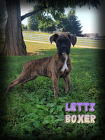 Letti Female Boxer $475