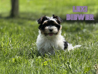 Biewer