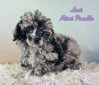 Lexi Female Mini Poodle $1375