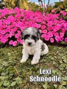 Schnoodle
