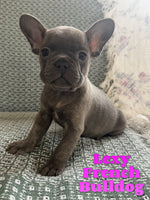 Lexy Female French Bulldog $1800