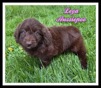 Leya Female Aussiepoo $800