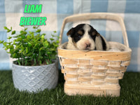 Liam Male Biewer $1800