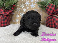 Licorice Female Shihpoo $1200