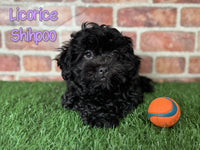 Licorice Female Shihpoo $850