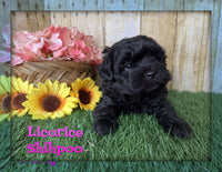 Licorice Female Shihpoo $1200