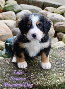Bernese Mountain Dog
