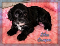 Cavapoo