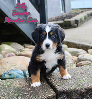 Lilly Female AKC Bernese Mountain Dog $1650