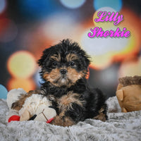 Shorkie