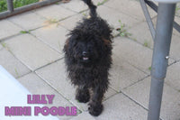 Lilly Female Mini Poodle $250