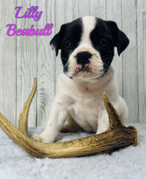 Lilly Female Beabull $1000