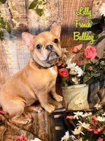 Lilly Female AKC French Bulldog $1150