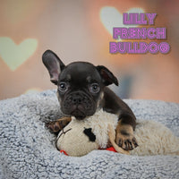 Lilly Female AKC French Bulldog $1750