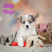 Lilly Female Corgi $900