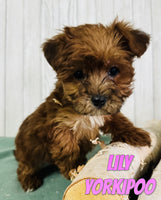 Lily Female Yorkipoo $900